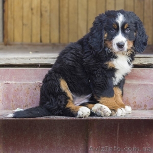 Продам два щенка породы бернский зенненхунд  #970396