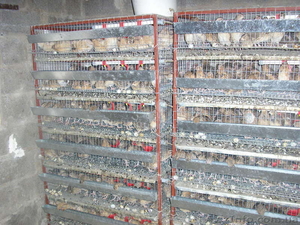 Купить перепела,  перепёлки,  инкубационное яйцо,  мясо и яйцо перепелов. #983082