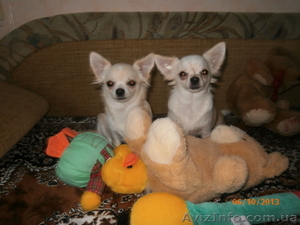 Очаровательные мальчишки ЧИХУАХУА! #976166