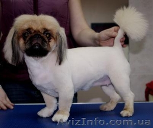 Стрижка собак. Услуги грумера. #973035