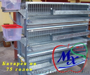 Клетки для содержания взрослых перепелов а частных хозяйствах. #968546