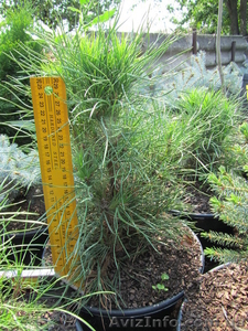 Продаем хвойные растения питомник Елки & палки #975704