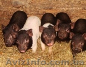 Продам корейских поросят,  Кировоград #978980