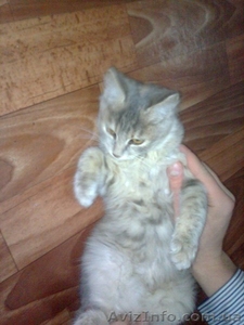 Котенка отдам!(девочка) #974732