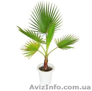 Вашингтония (Робуста) #971184