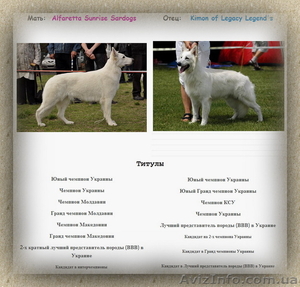 Щенки Белой Швейцарской Овчарки (БШО) #978218