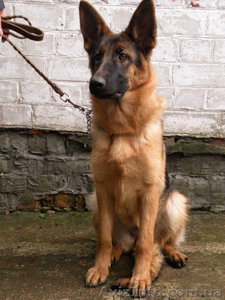 немочка с родословной #972017