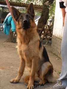 подрощенный щенок 8 месяцев с документами #974429