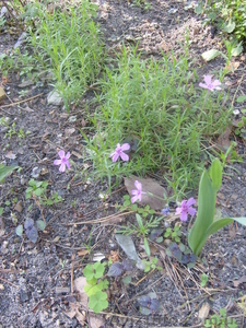 многолетние цветы #971781