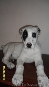 продам породистого щенка туркменского волкодава #976834