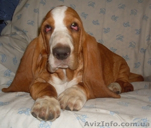 Щенки бассет-хаунда от папы Крайслера! #975311