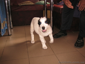 Продам девочку Алабая #969427