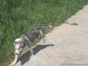 Продам девочек породы Сибирский Хаски #969435