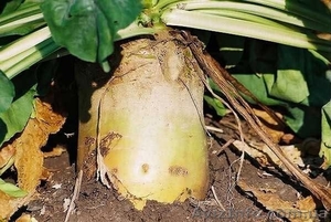 Свекла кормовая #981221