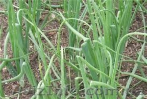   Аренда   теплиц   #976360