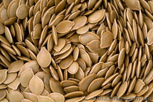 Закупаем семена тыквы #980530