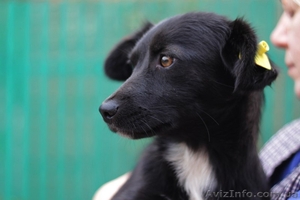 Отдам в хорошие руки собачку!!! #975912