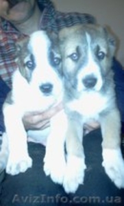 высокопородные щенки алабая #964430