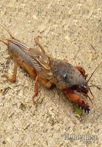 Сушеная медведка  #990398