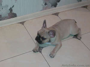 палевые щенки французского бульдога #986362