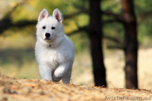 Щенки Америко-Канадской Овчарки (БШО) #993908