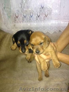 Милые и дружелюбные щенки таксы #991426