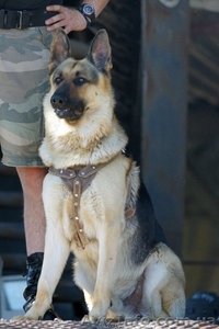 Предлагается для вязки крупный кобель Восточно-европейской овчарки  #995467