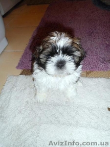 Продам маленьких  ши-тцу #1000208