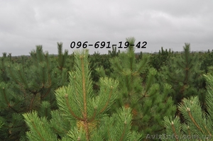 Новогодние живые елки оптом #987183