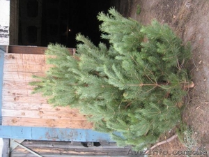 Продам Живые пушистые сосны #988947