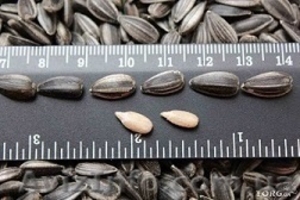 семечка калиброванная #995264