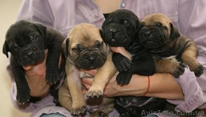 Щенки Южноафриканского Бурбуля черного и рыжего окрасов #1000378