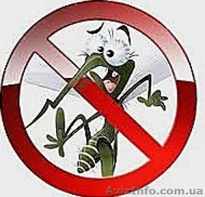 Москитные сетки-Лучшая защита от комаров и других вредных насекомых #989259