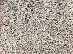 овес голозерный продам #990516