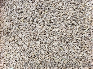 голозёрный овёс  #996519