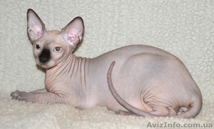 Xavier de Avatara #994439