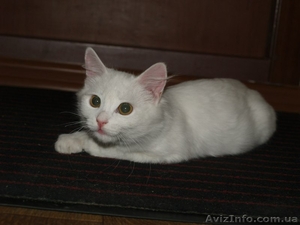 котенок помесь ангорской #989405