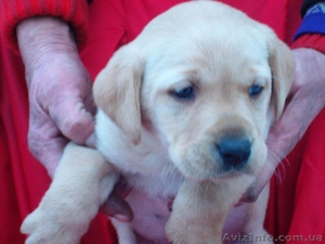 Лабрадор ретривер. Высокопородные щенки. #322018