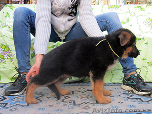 Щенки немецкой овчарки Симферополь #1001278