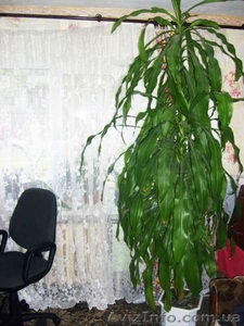 Продам Драцена Фрагранс Джанет Крейг #999494