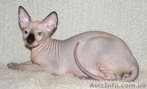 Котята канадских сфинксов.Профессиональный питомник 