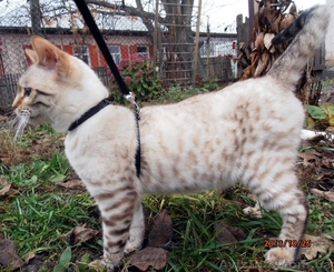 Продаю бенгалов срочно!! #955792