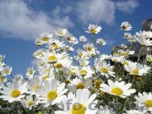 Срочно продам участок 0, 15 га в с.Гоголев #1000274