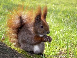 Продается белка,  ручные  бельчата   #995422