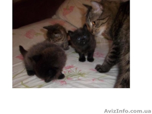 Продам котят мейн-кун. Есть мальчики и девочки. Все малыши крупные,  активные #990633