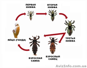 Вши и гниды(Педикулез) #999256