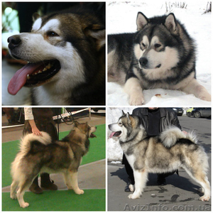 Предлагается для вязки аляскинский маламут  #993301