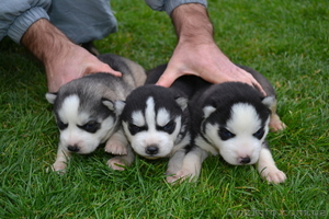 Чистокровные щенки Хаски (Husky) из питомника Golden Team #1001193