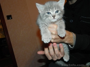 Милашка -котенок. Бесплатно #989562
