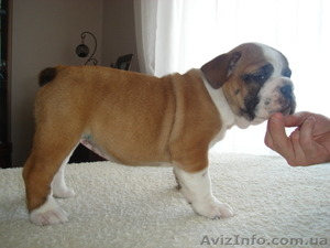 Цуценя англійського бульдога шоу-клас #993627